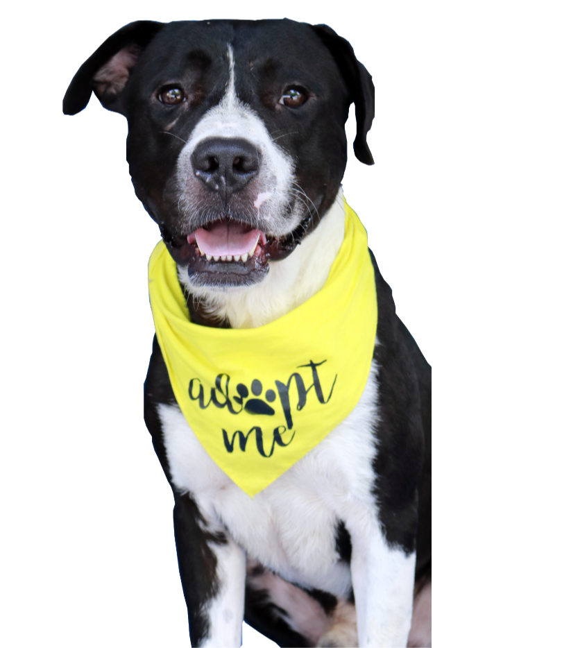dog with adopt me bandana